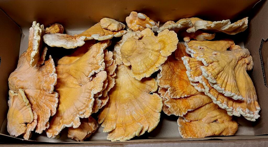 Chicken of the Woods